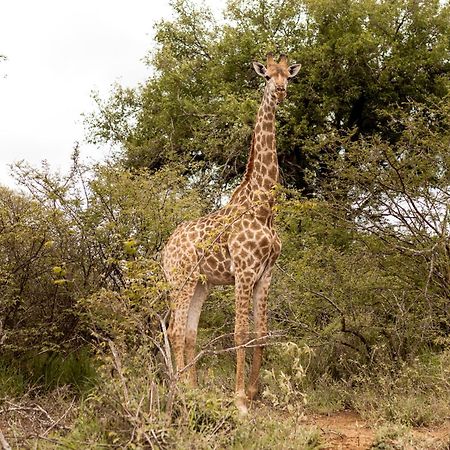 Little Kubu Lodge Hoedspruit Dış mekan fotoğraf