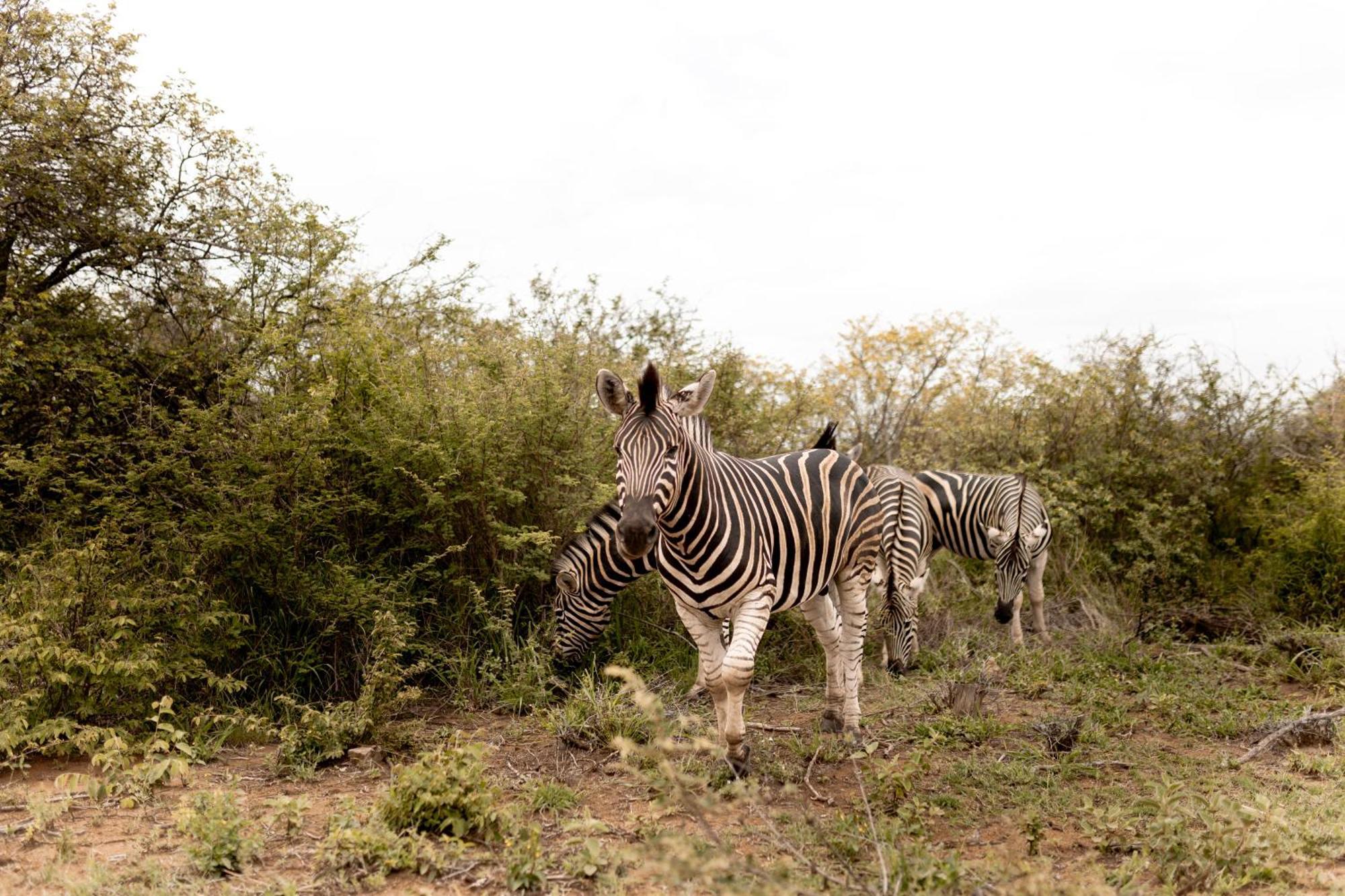 Little Kubu Lodge Hoedspruit Dış mekan fotoğraf