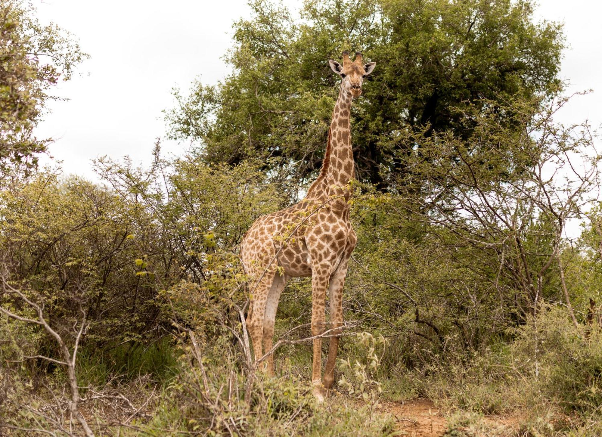 Little Kubu Lodge Hoedspruit Dış mekan fotoğraf